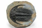 Spectacularly Preserved Acadoparadoxides Trilobite #352267-1